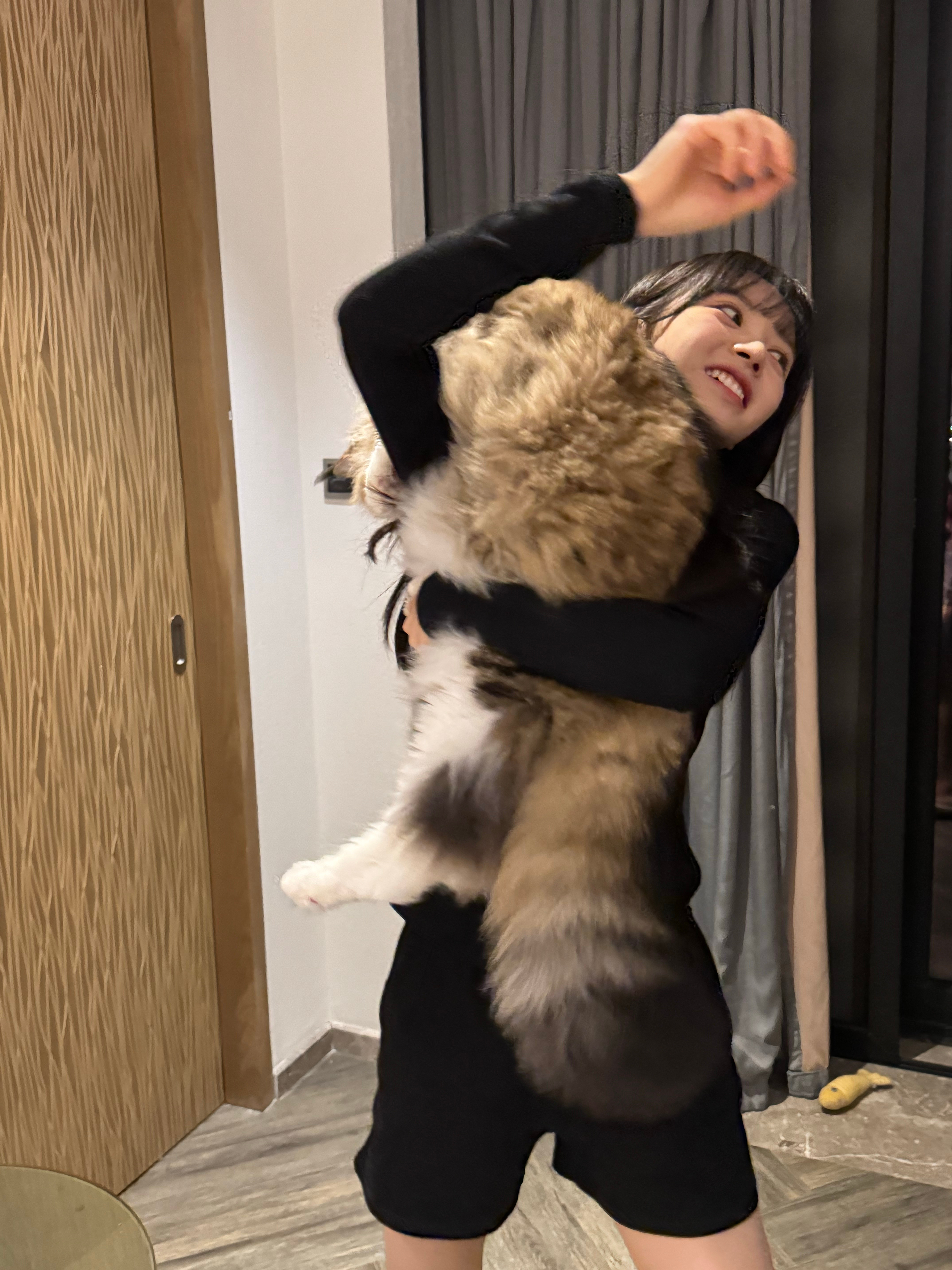 田曦薇的缅因猫这也太大了吧我天，跟子夜归猫鼠大战那天的猫公一样巨大​​