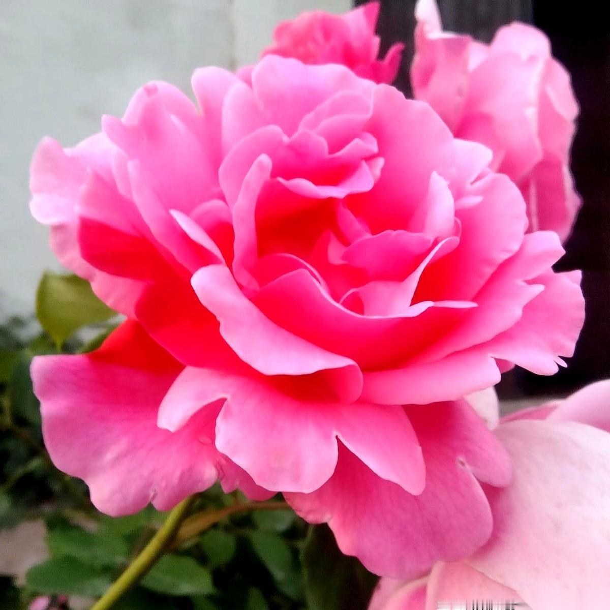 刚在网上刷到一个帖子，说生日能决定人一辈子的福气。我手贱，特意去查了下自己那天