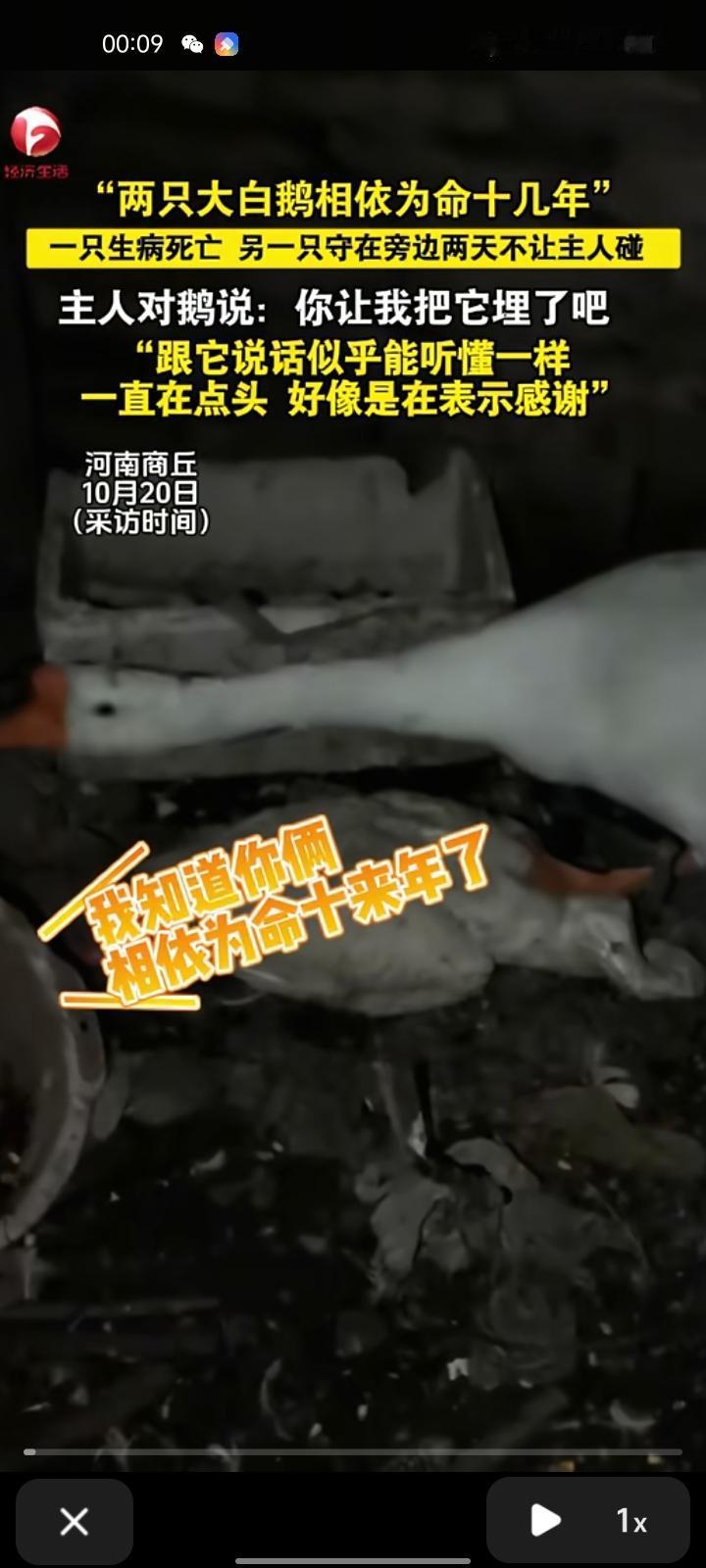 10月19日，商丘市民权县。女子发视频称，两只大白鹅相依为命十几年，一只生病死亡