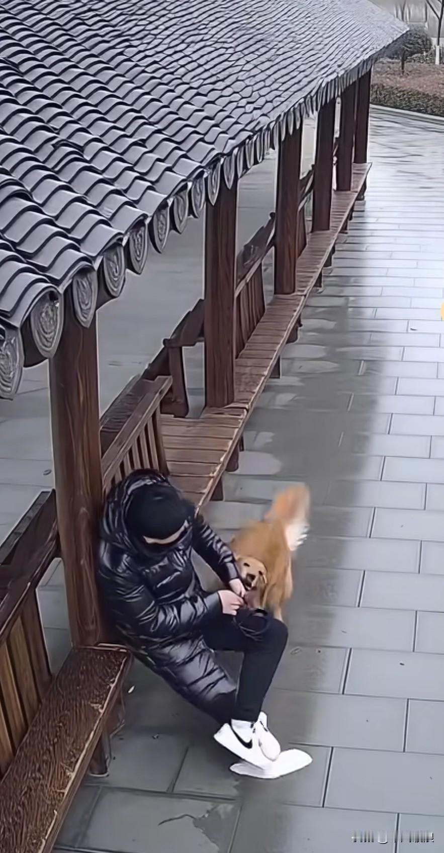 男子坐在凉亭下玩手机，金毛慌慌张张地跑到男子面前，使劲拖着他离开，似乎在示意男子