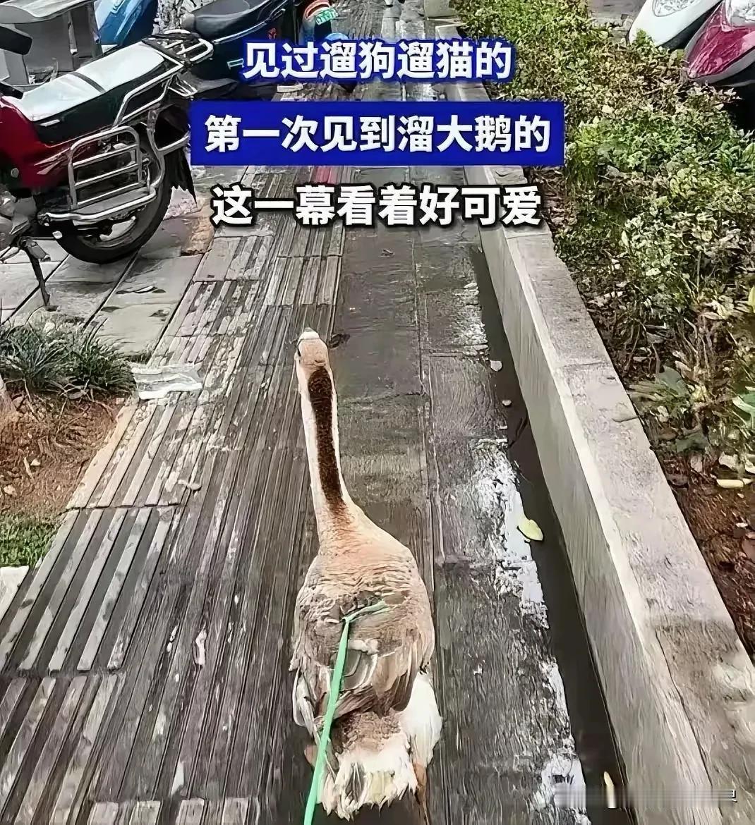 三亚女子被蛇咬身亡的事情，带动了一些奇怪的现象！比如，街上遛大鹅的人多了，小区里