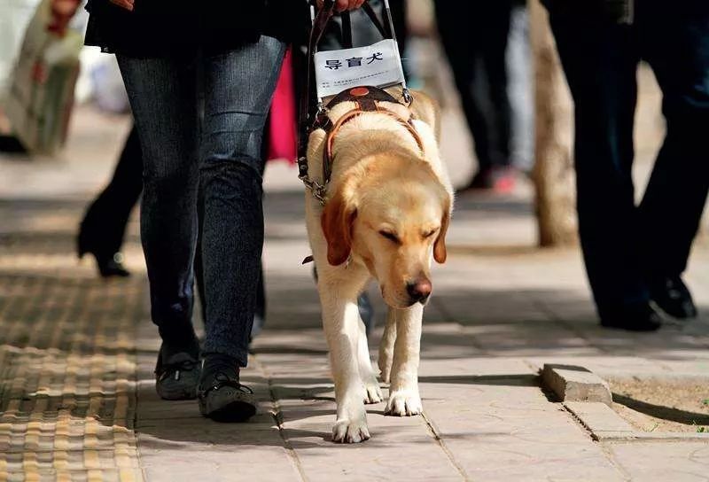 眼睛瞎了 心也黑了 导盲犬被猛踹头部 惊吓过后夹着尾巴引路