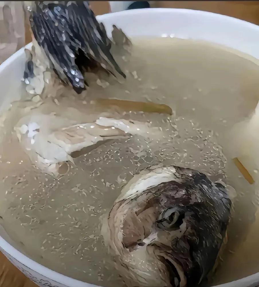 俺最近可被这锅鲫鱼汤整得够呛！明明照着视频里教的法子一步步来，鱼鳃刮得干干净净，