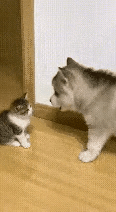 [呲牙笑][捂脸哭]唉！会这种做派的猫猫狗狗并不多见，但演这种面孔的人倒是睜眼可见，