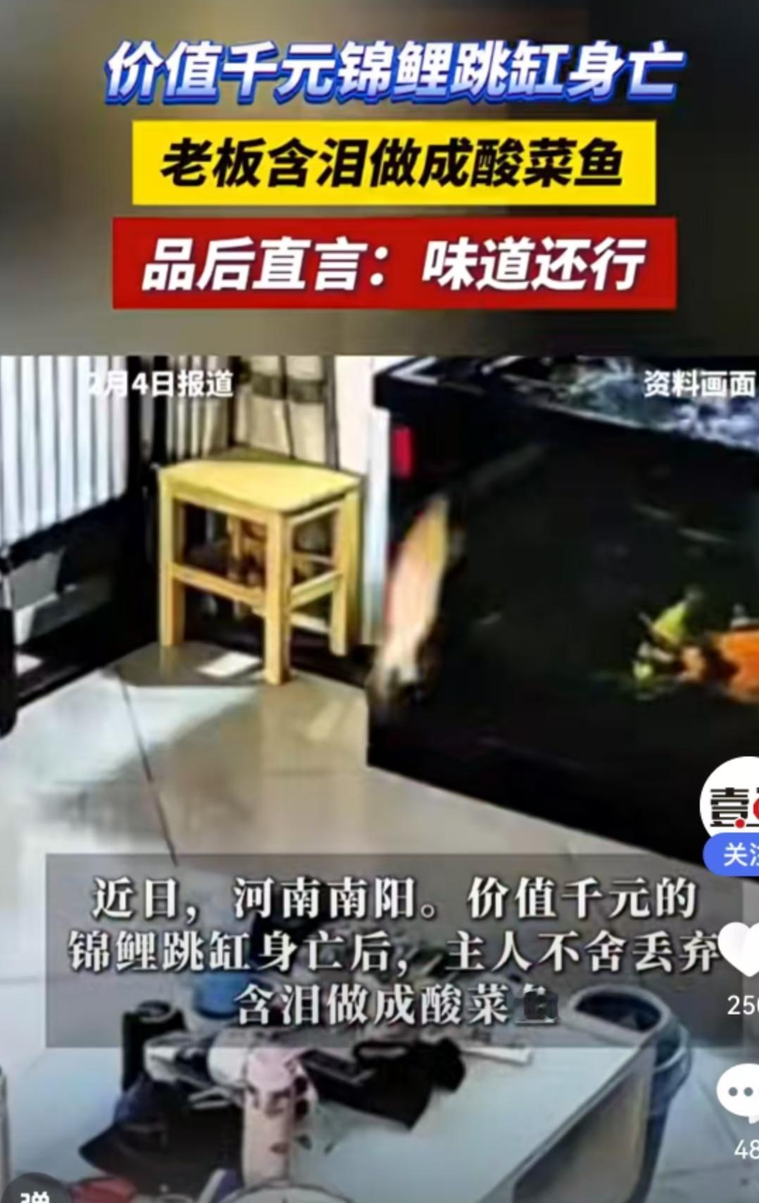 近日，河南南阳的一家鱼店发生了一件让人哭笑不得却又引人深思的事儿。一条身价不菲、