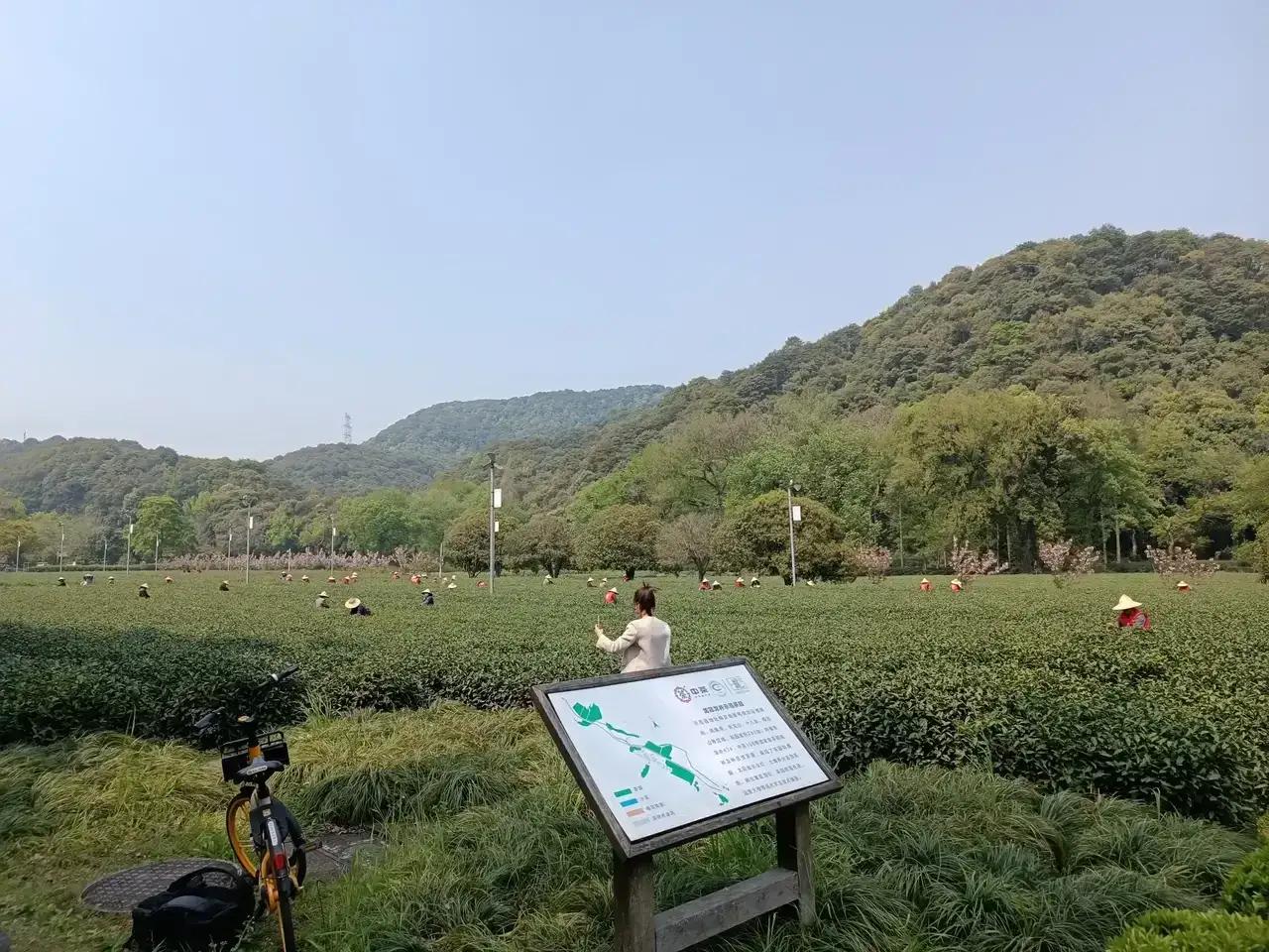 杭州梅家坞离我家很近，从钱塘江大桥下来，顺着九溪的方向行驶，途中看见宋城就到了梅