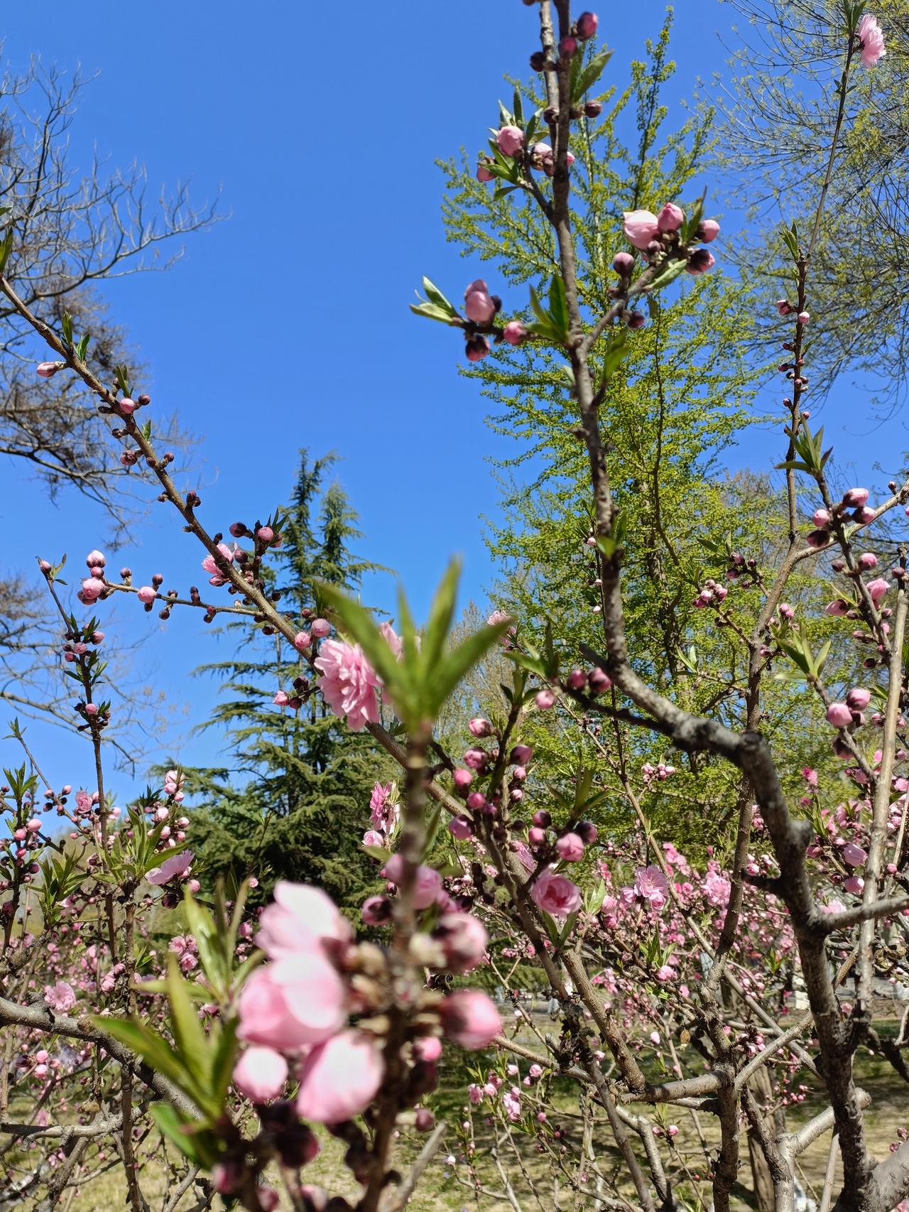 春日生活打卡季朝阳公园在春日里简直美成了一幅画！最近去打卡，园内花开正浓。一进