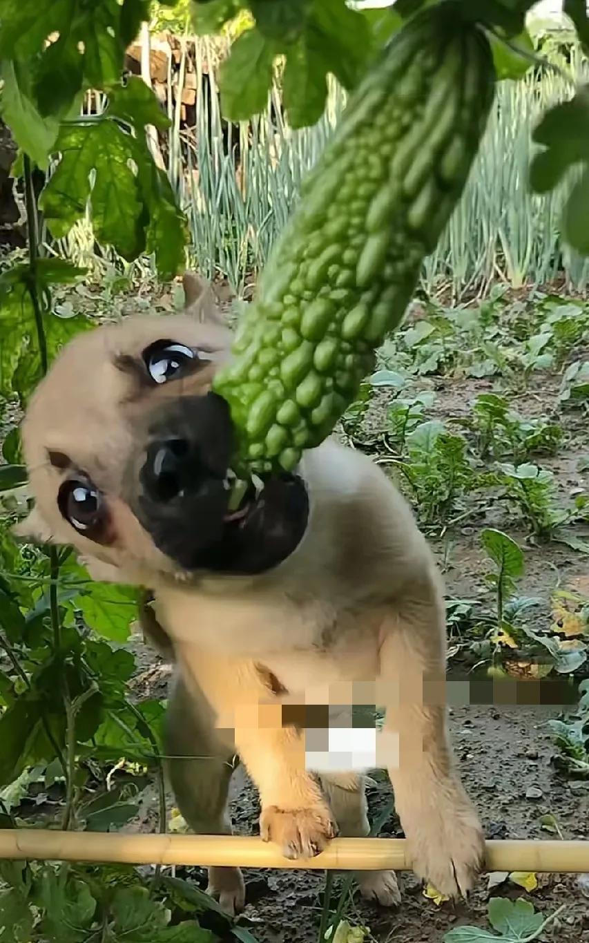 菜地里忽然窜进来一只土狗，竟把双腿搭在竹竿上，大口大口地啃着苦瓜，还吃得津津有味