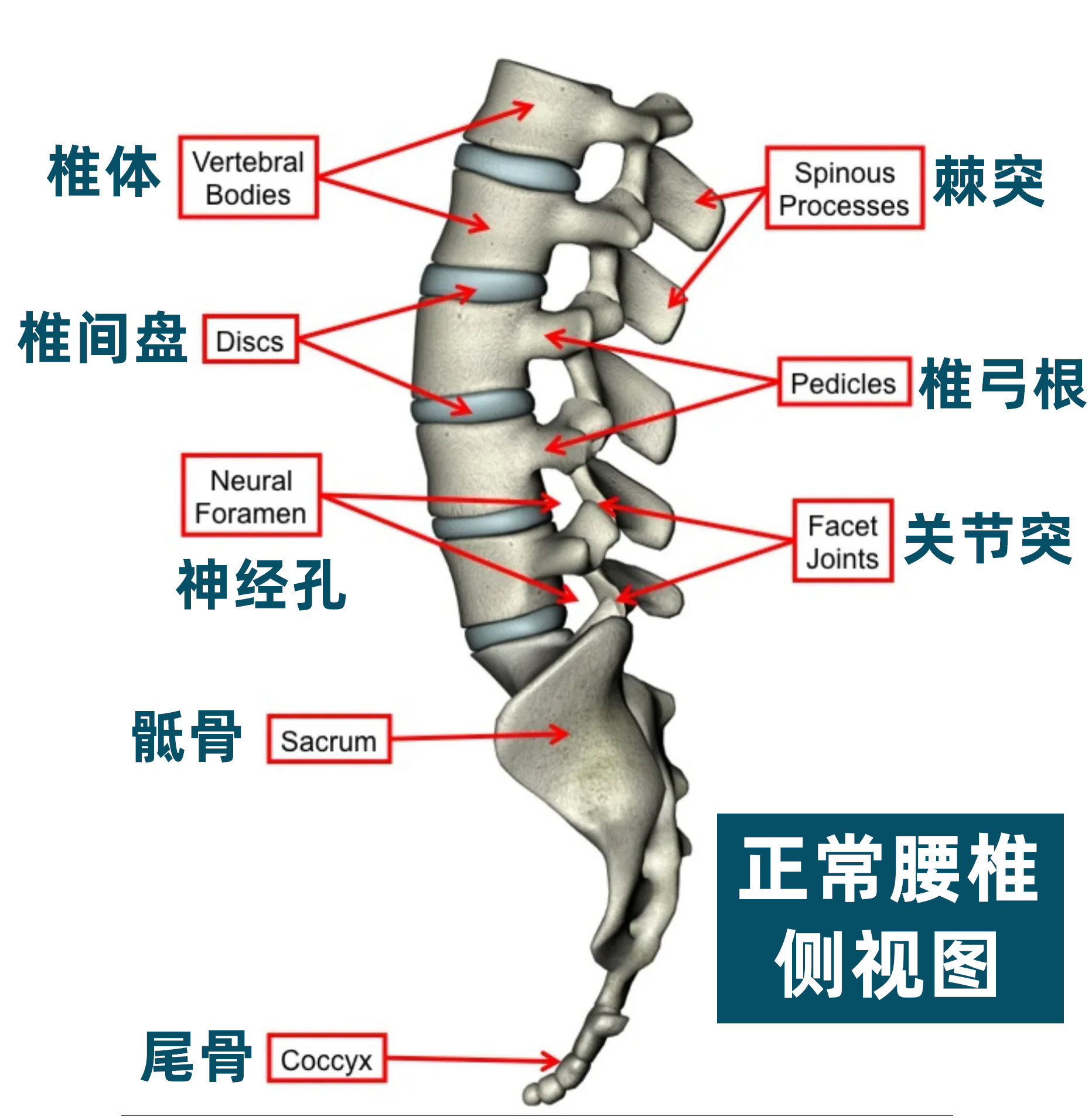 腰椎间盘突出腰突一直是大家的高频提问，刚好发现了之前这份【康复干货盘点】，再来