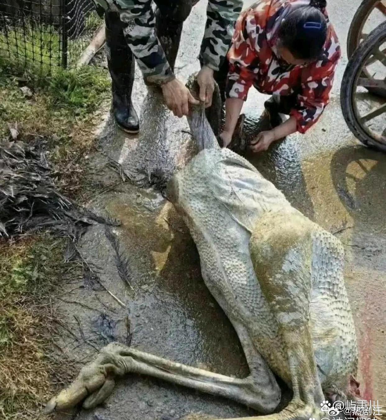 这么大一只，不好吃吧