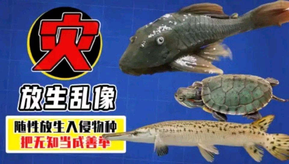 河南新乡原阳县黄河七号坝那事儿真让人无语。2025年9月5日，一辆红色卡车停在堤