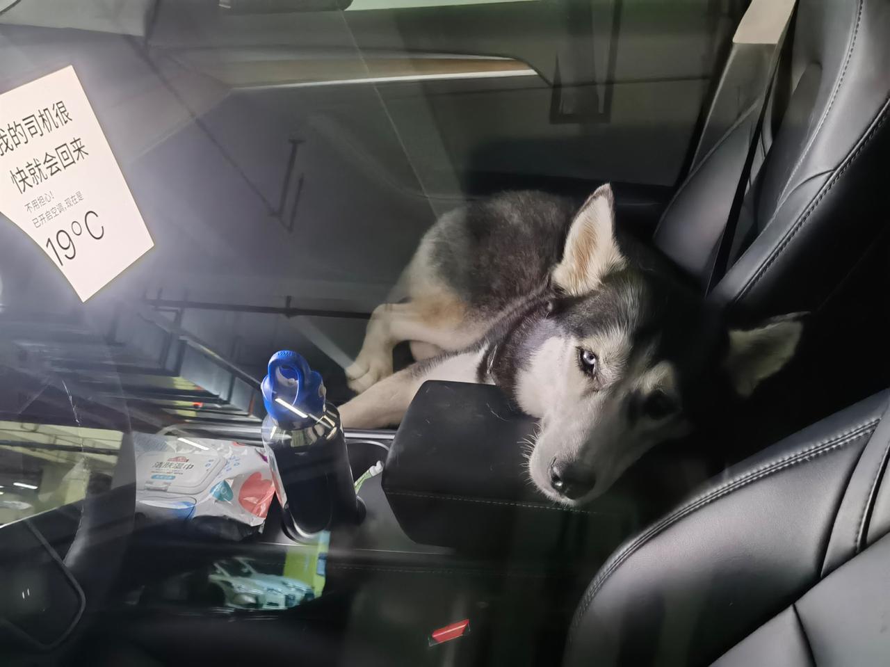 带狗出门，临时要去商场买点东西时，这个模式很好用。问问大家，养宠物又用电车的你