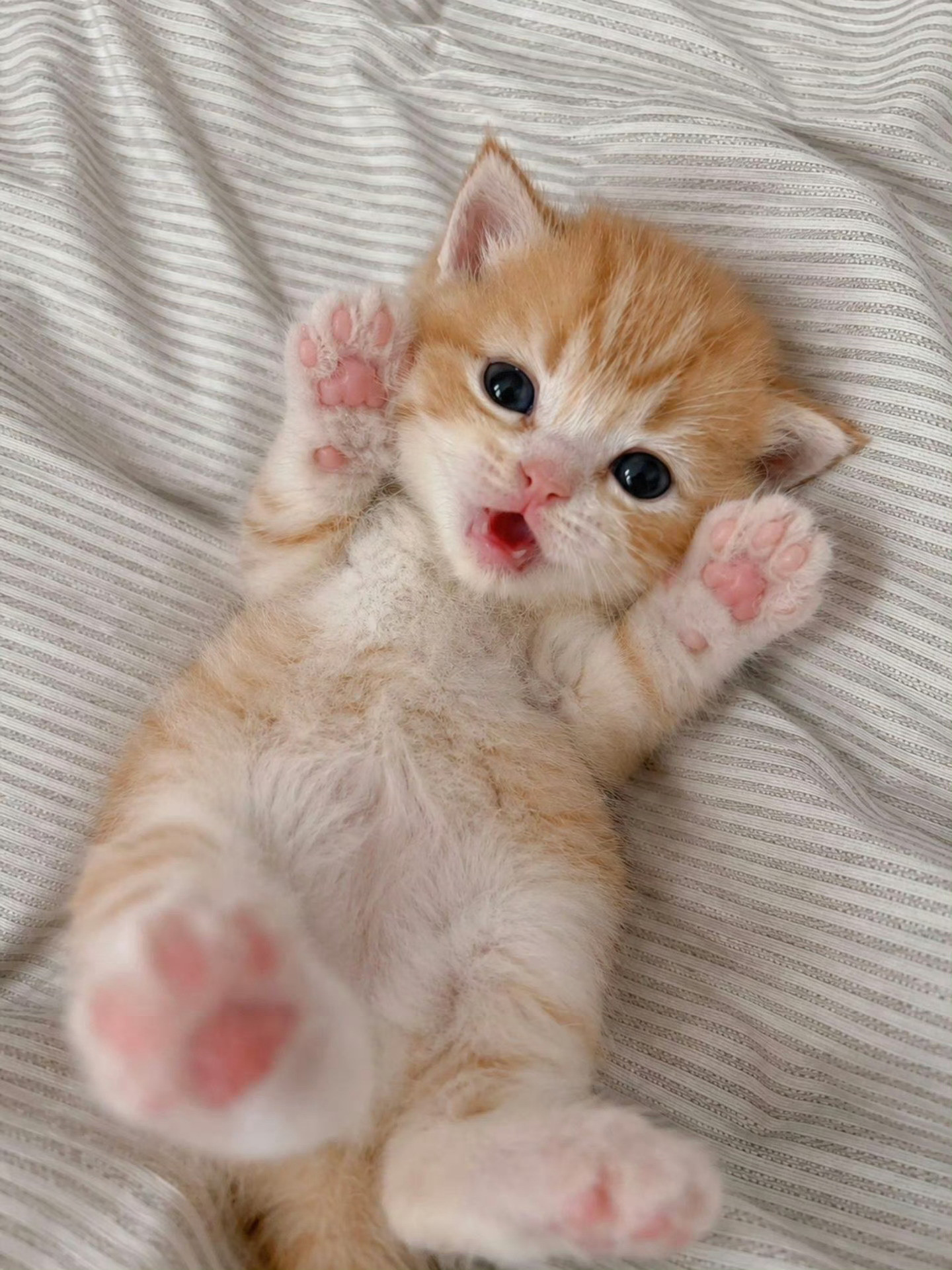 猫咪：我需要一个拥抱