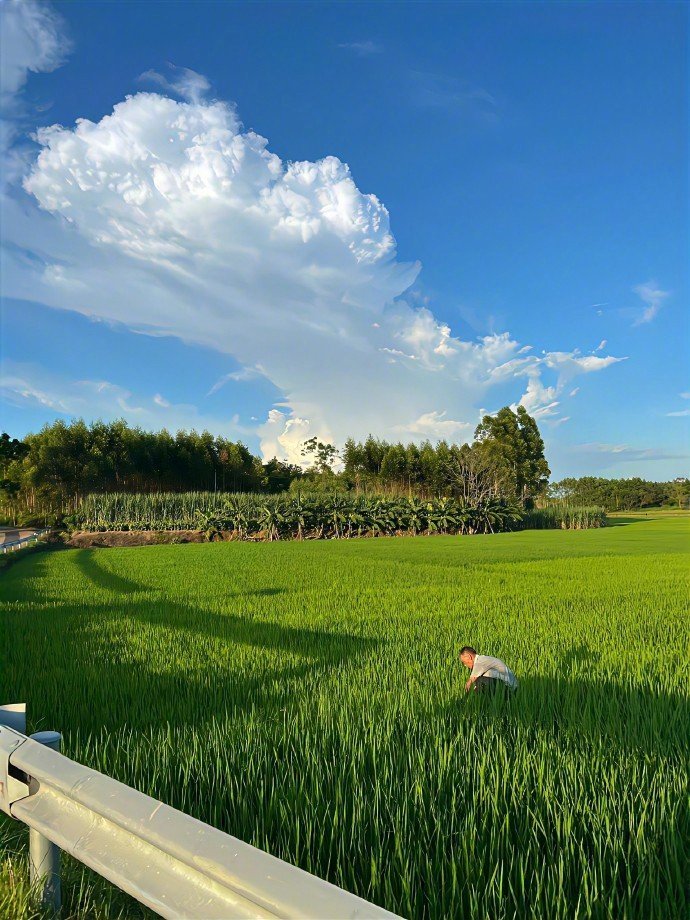 “乡村的田野风景平淡治愈且耐看”🏞️