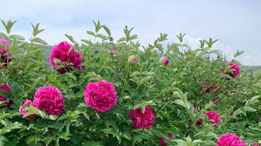 想让牡丹花开得更好? 从移栽到养护, 这份指南全都有!