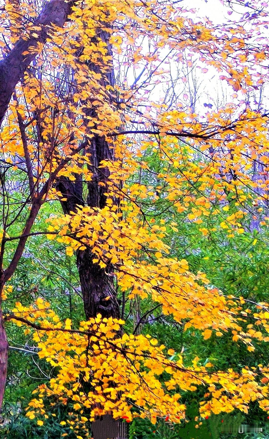 回忆深秋树影婆娑茫茫天地中，邂逅美景，此乃福分，亦是机缘！