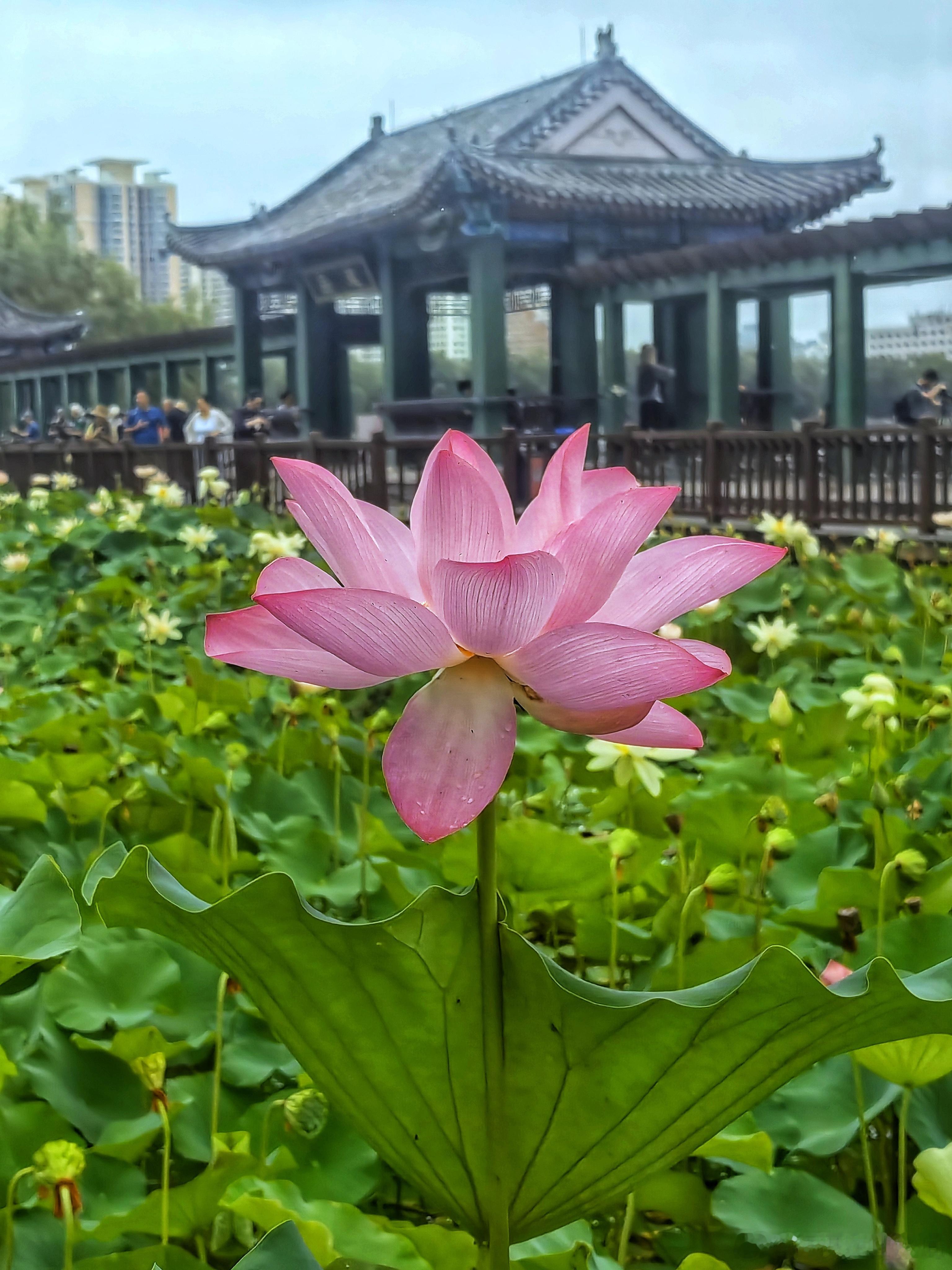 北京莲花池荷花2025.7.10摄影​​​