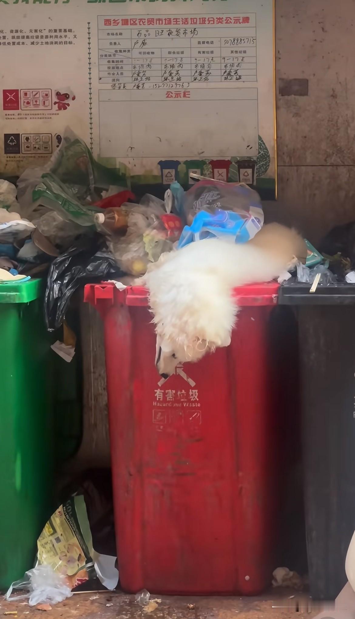 看毛色主人应该经常打理啊，白白净净的，不像是老狗，也不像生病的，嘴巴周围很干净！