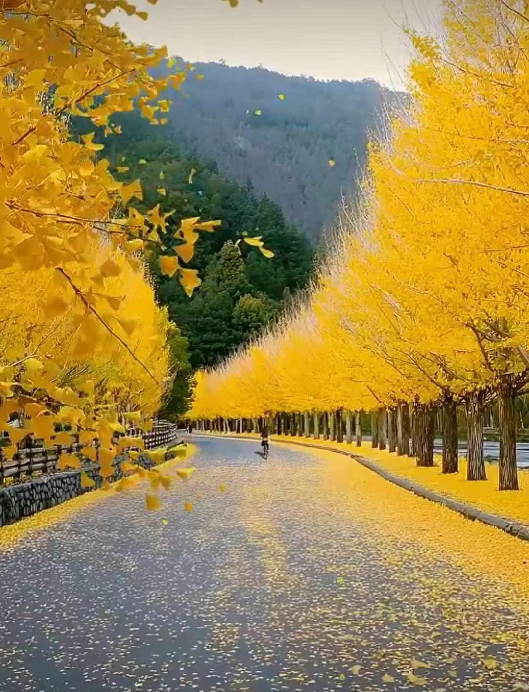 与痛风斗争的历程51又是新的一天。早起天色阴沉，多云，天气预报说会有