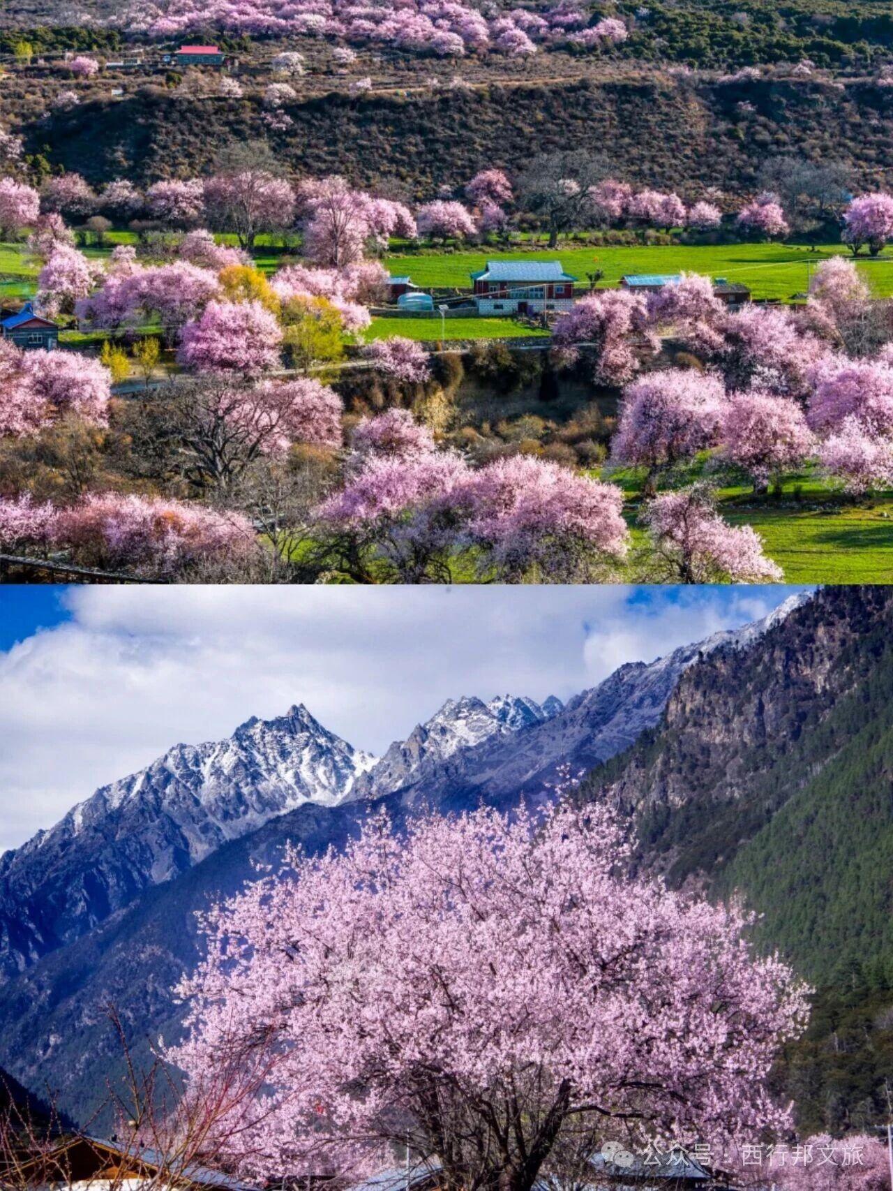 如果你还在犹豫这个春天要去哪里我想告诉你：林芝的桃花，已经开了此刻，在西藏