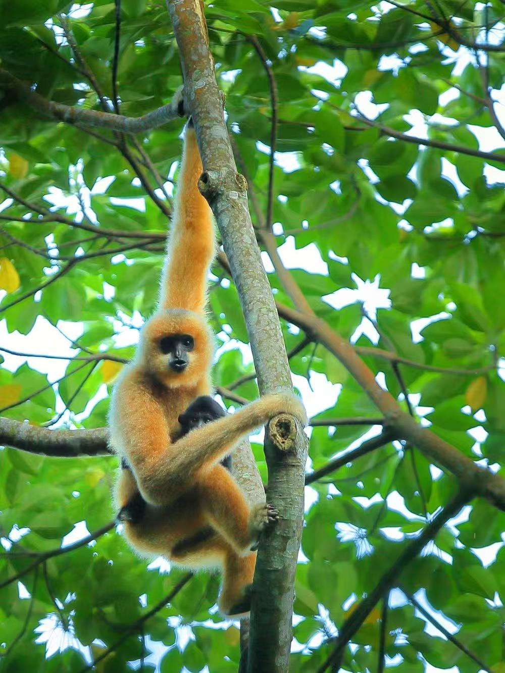 秦始皇祖母陵墓出土的长臂猿为灭绝新物种
