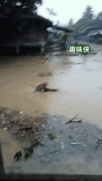 猴哥终于干了一件正经事，它的狗狗玩伴在洪水中溺水，猴哥一看危险，勇敢地下去把狗狗