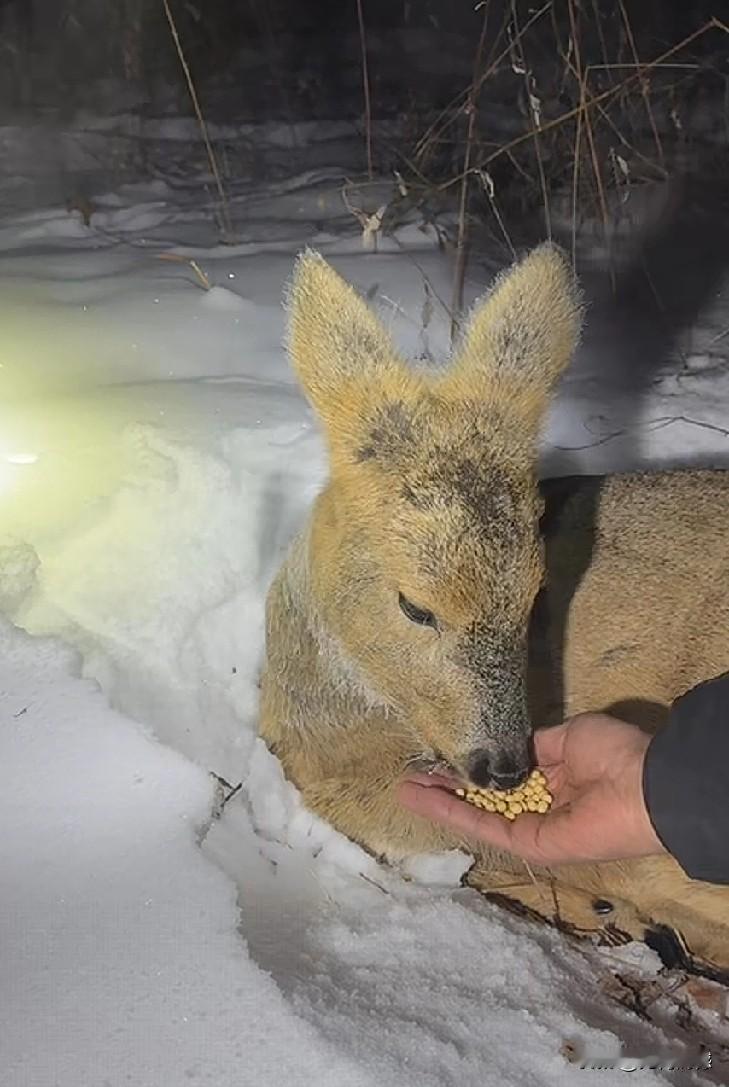 野生狍子太可爱了，看起来非常的呆萌，非常的温顺，实际上这是野生的，并不是人工饲养