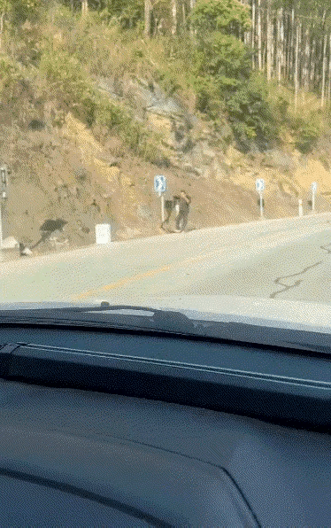 毒蛇虽然有毒，但没有必要主动招惹它，主动伤害它，如果是保护动物，这么做也是违法的