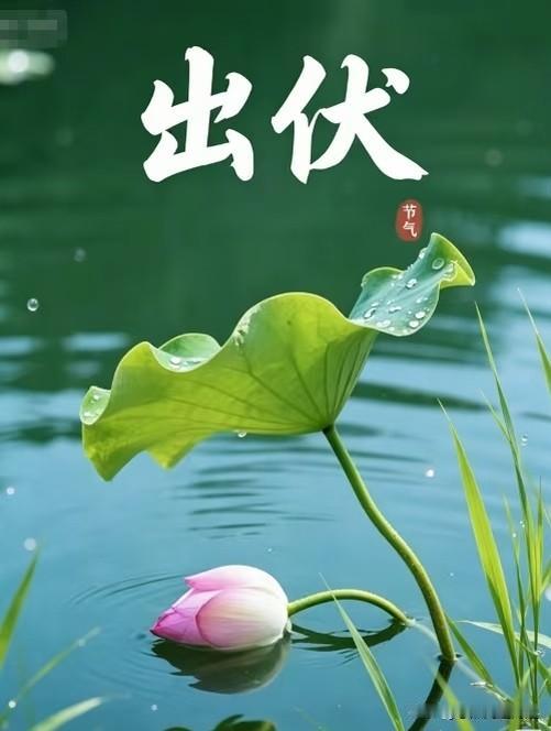 提前通知一下大家好有个心理准备。今天是8月31号，已经正式出伏第8天了。现实当