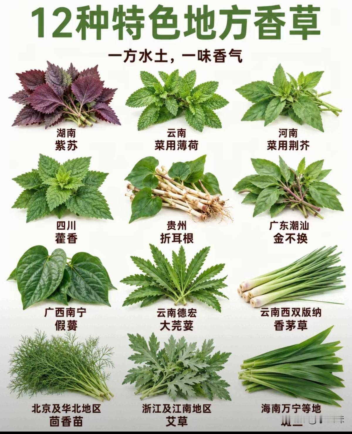 湖南的吃紫苏还行。
