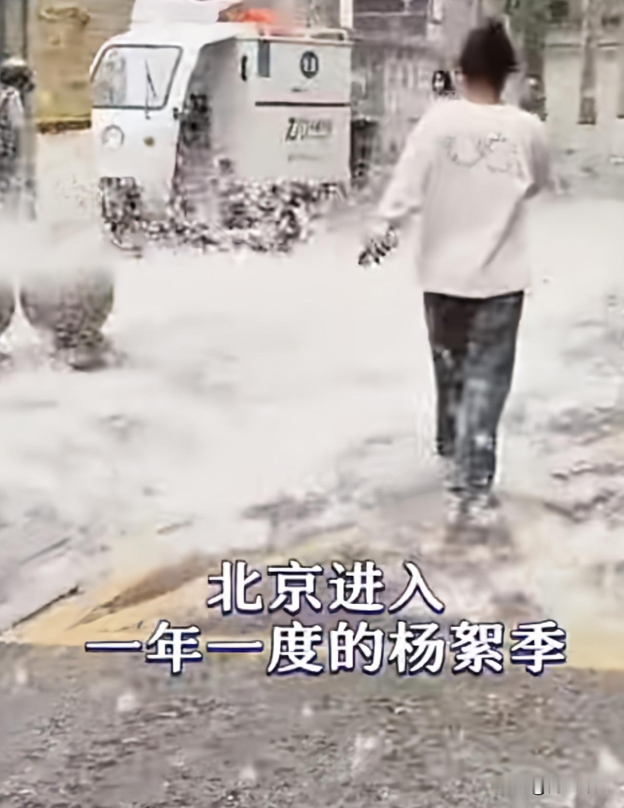 北京的春天，一半是花开，一半是“飞雪”。没错，让人又爱又恨的杨柳飞絮，它又来了！