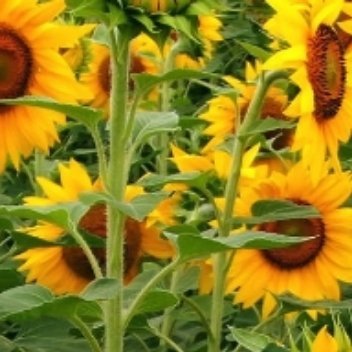 🌻向日葵种植教程~「如何种植向日葵?」1. 播种：春天温度15℃以上播种，种子