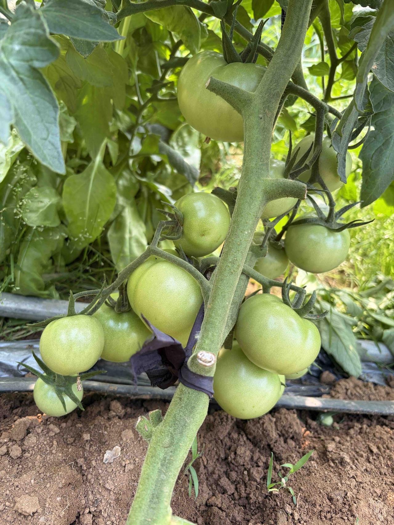 西红柿种植又发现一个新技巧。无需点药授粉，在中午日照强烈、空气干燥