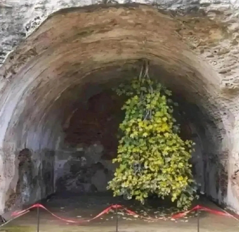 倒长的树，这树是怎么倒长的