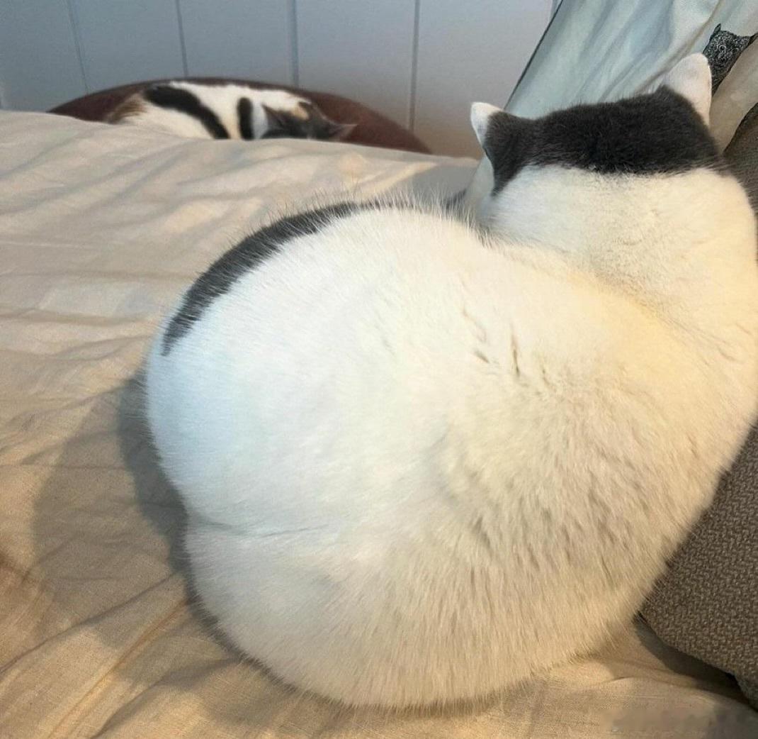 小猫咪的背影也太萌了cr：lieutenantktty​​​