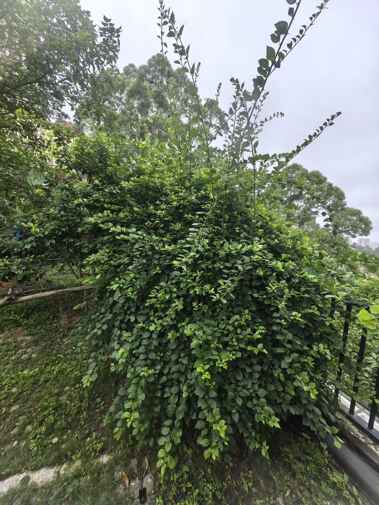 别以为，三角梅都喜欢花开满树。其实，它只要有条件，才不愿意开花，它最想的就是占