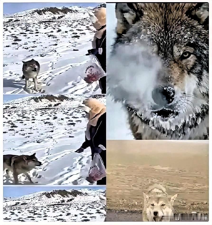 新疆奇台一个牧民十年前喂过一只小狼，临走时随口说了句“老了混不下去就回来，我养你