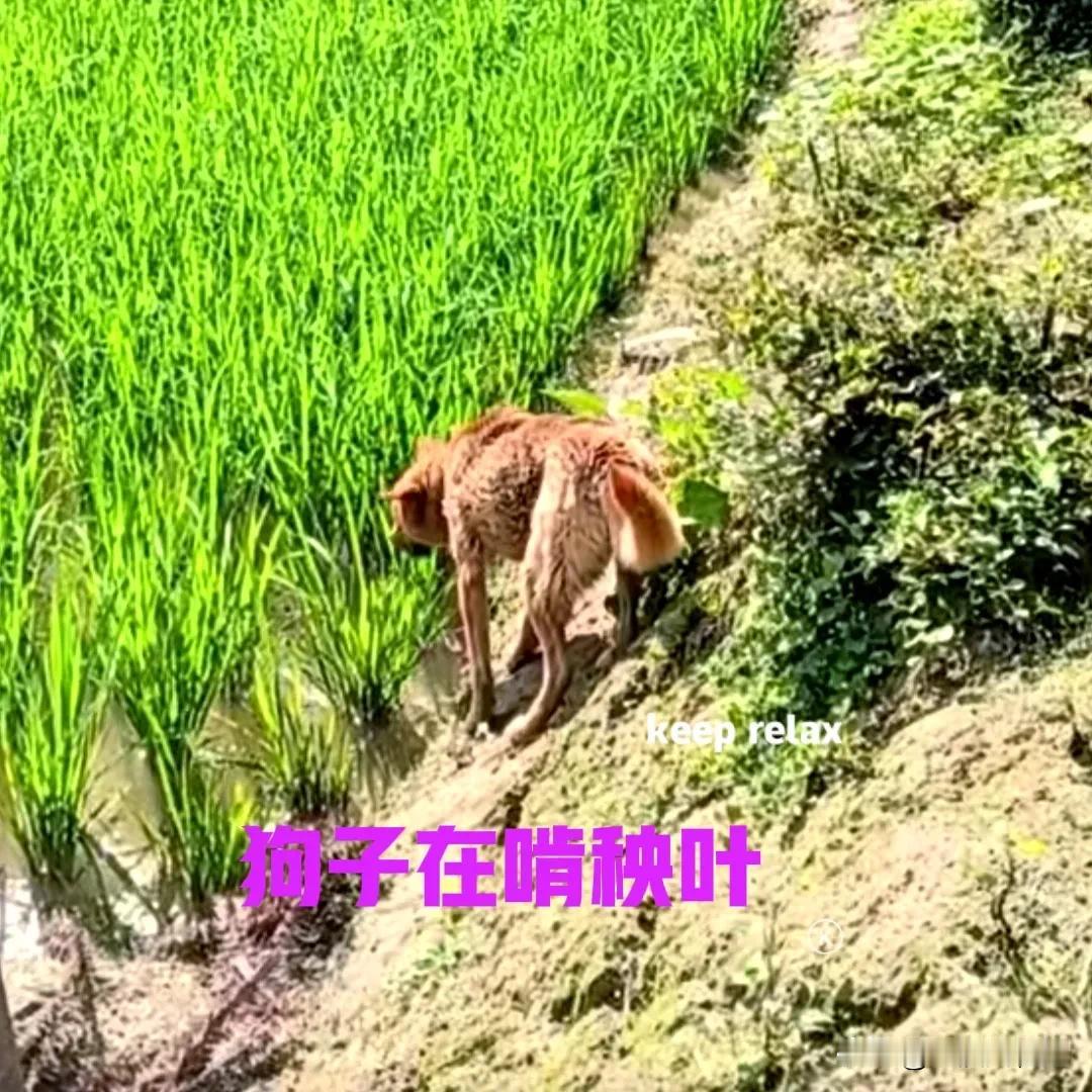 最近稻田里的秧苗，不知道被什么东西啃了，刚开始还以为是谁家的鸡鸭干得好事。在稻田