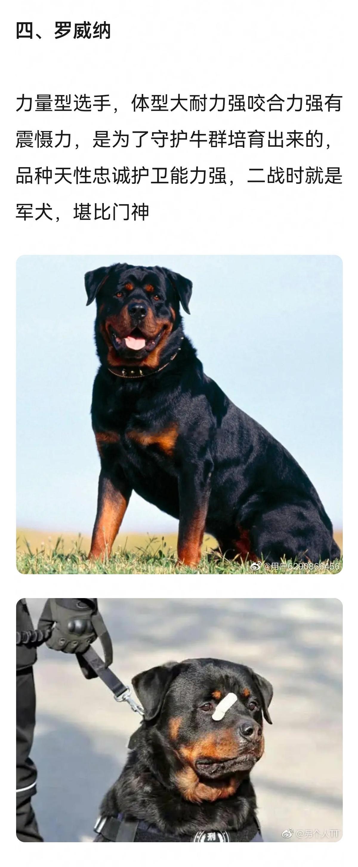 盘点各类警犬，狗狗怕打针怕疼，但敢冲向歹徒，敢光脚在废墟上不停找你～
