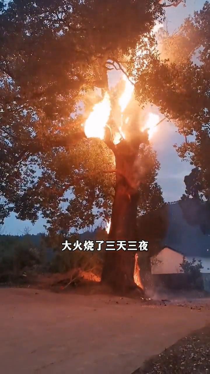 树干被掏空仅剩一张皮，却依然枝繁叶茂。位于江西婺源的树坚强是一颗历经500余年沧