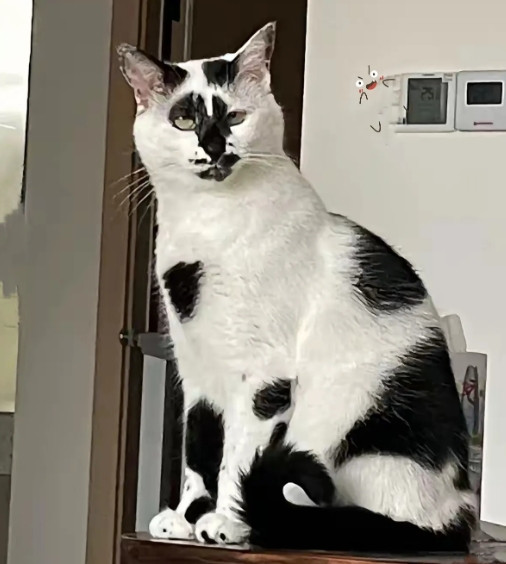 这只“丑猫”，救了我一命，也暖了我一颗心