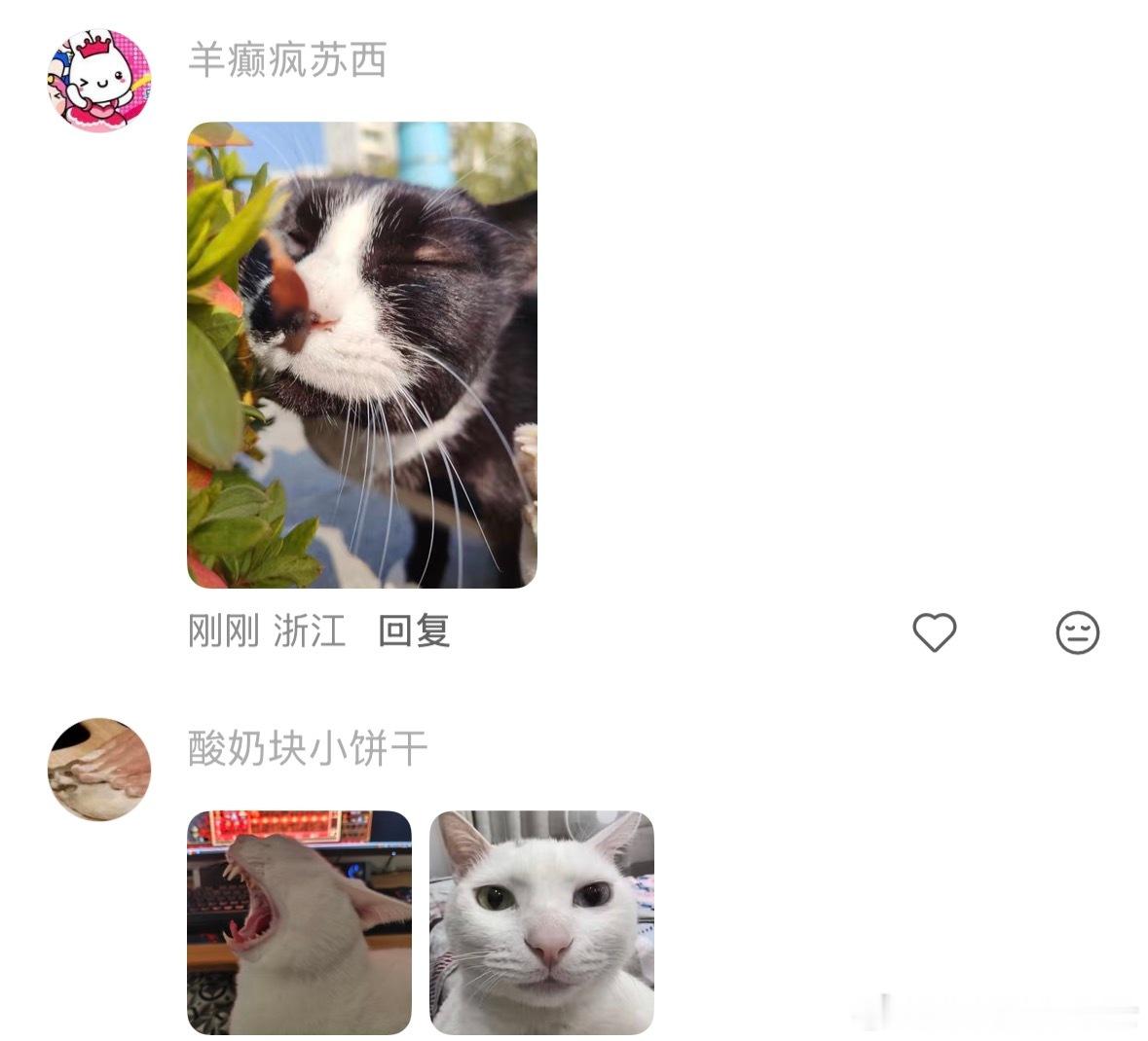 一百年内没人懂爸妈拍的猫