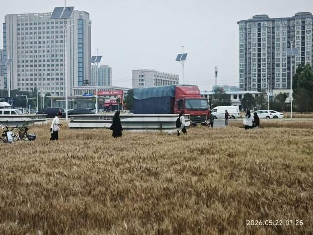 操作另类，引热议！2026年5月25日，陕西媒体报道，郑州地铁出入口绿化带被种