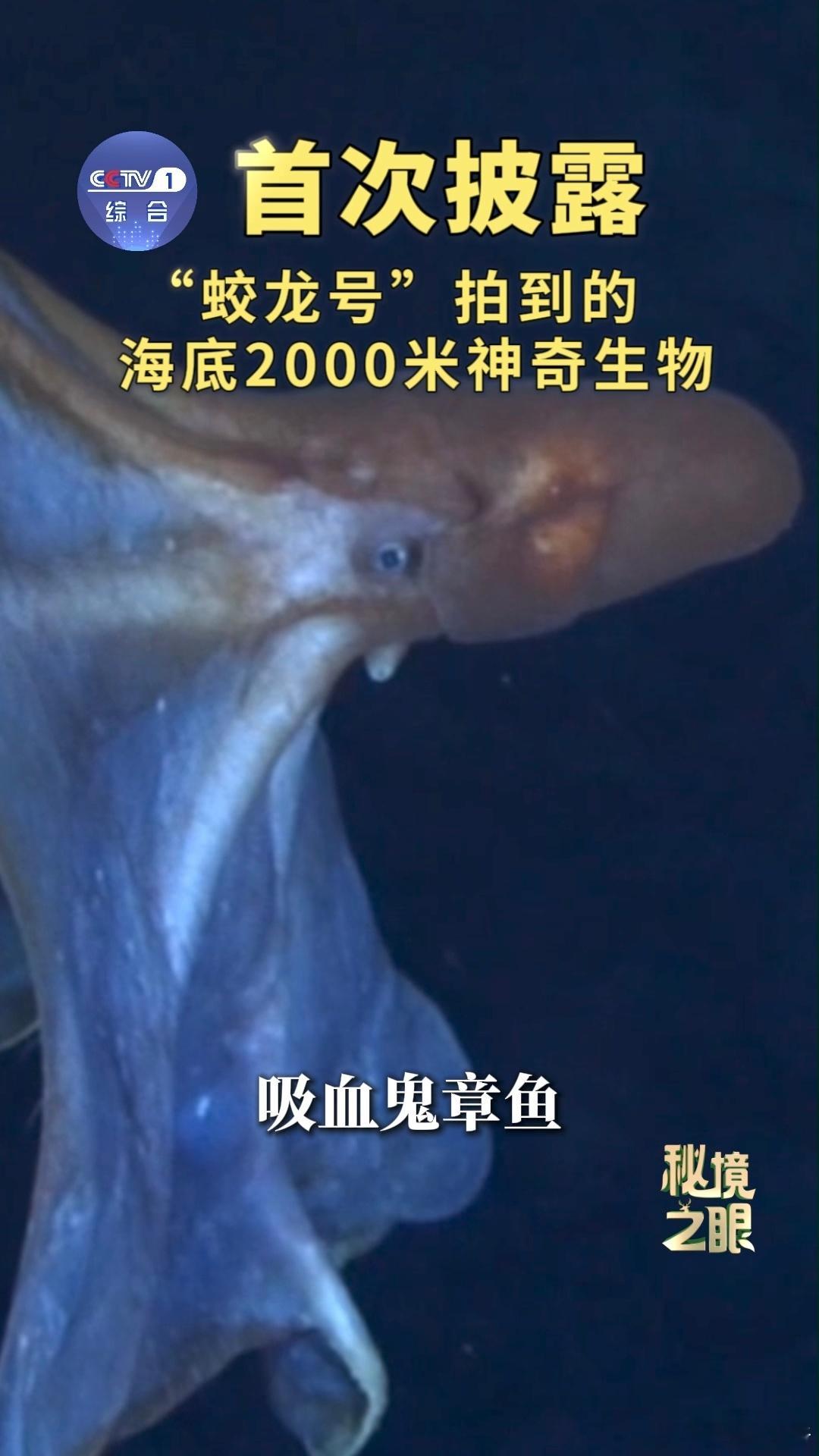 蛟龙号在海底2000米看到了啥打破刻板印象！2000米深海根本不是死寂之地，而
