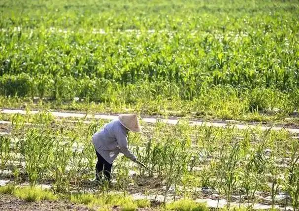 "简直胆大包天！"湖北，一位64岁老人为了抢秋播，天不亮就抹黑下地忙活，哪
