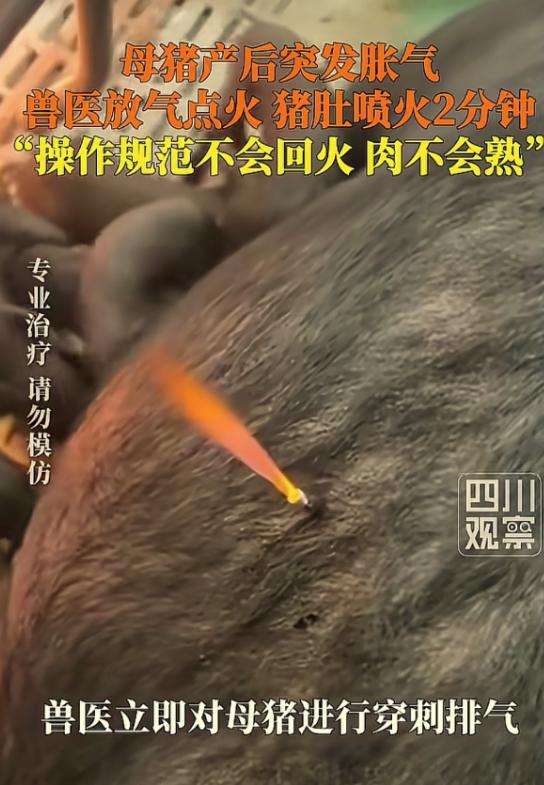 万万没想到！5月2日，贵州安顺闹了桩稀奇事。一户人家的母猪刚产完仔，肚子竟胀得像