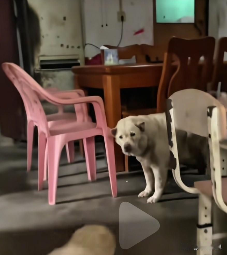 年迈的黄狗，自知大限将至，颤颤巍巍地走到主人跟前，渴望主人能抚摸一下自己，也想再