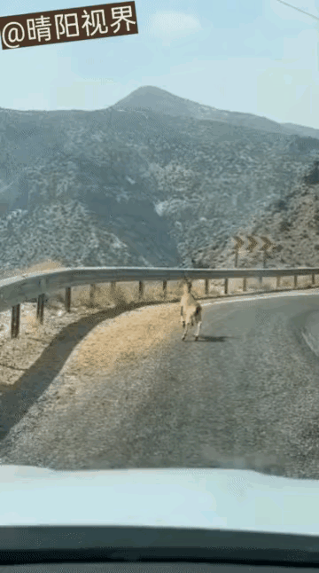 人类在开山修路的过程中，阻断了很多野生动物通行的道路，野生动物的活动空间被割裂了