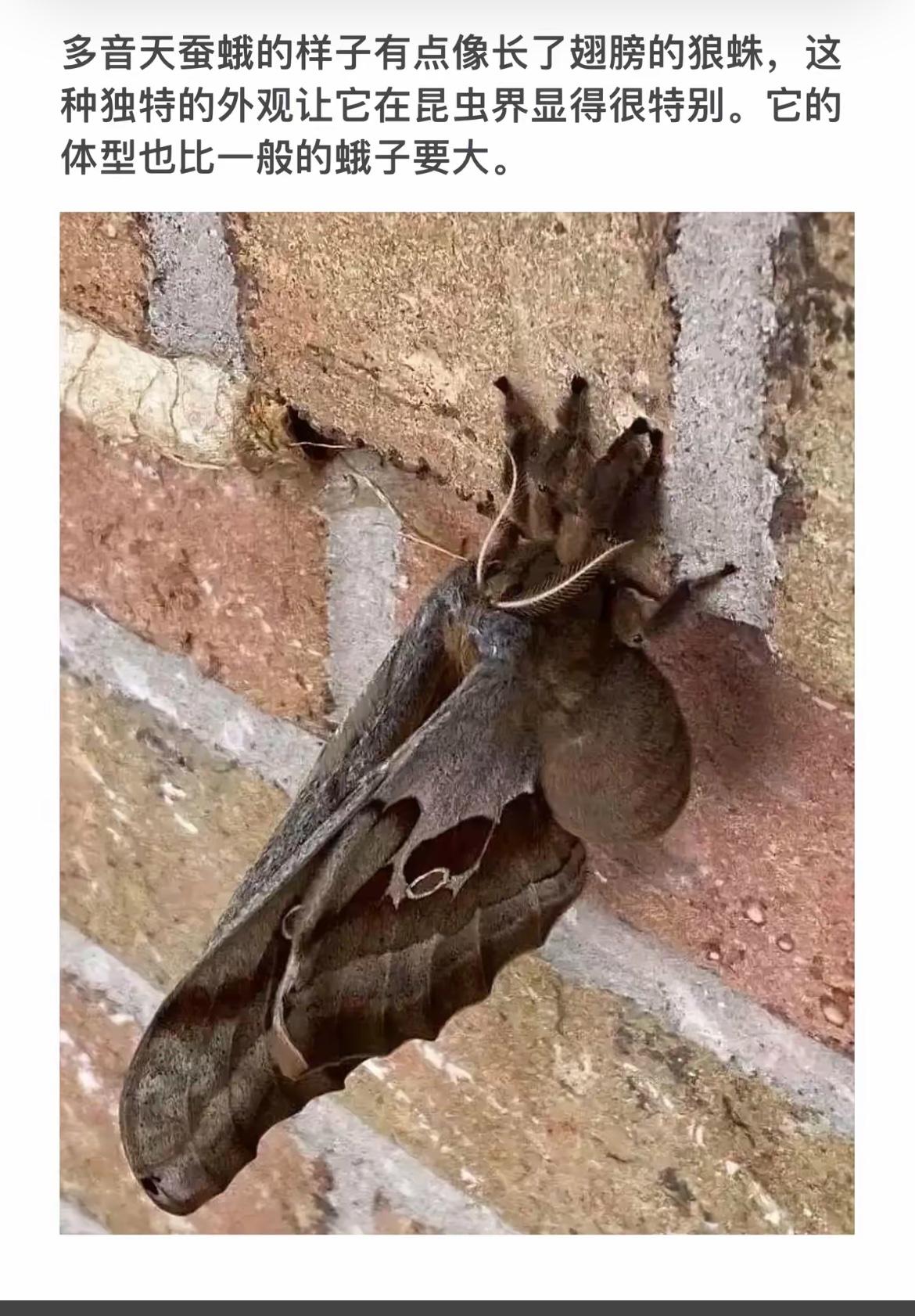 “多音天蚕蛾，像长翅膀的狼蛛，体型巨大，昆虫界中的独特存在！”🦋🕷️🔍