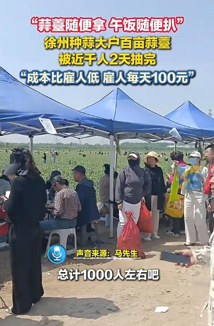 人怎么可以这么聪明？江苏徐州，种蒜大户发视频“蒜薹随便拿，午饭随便扒”，还搭柴火